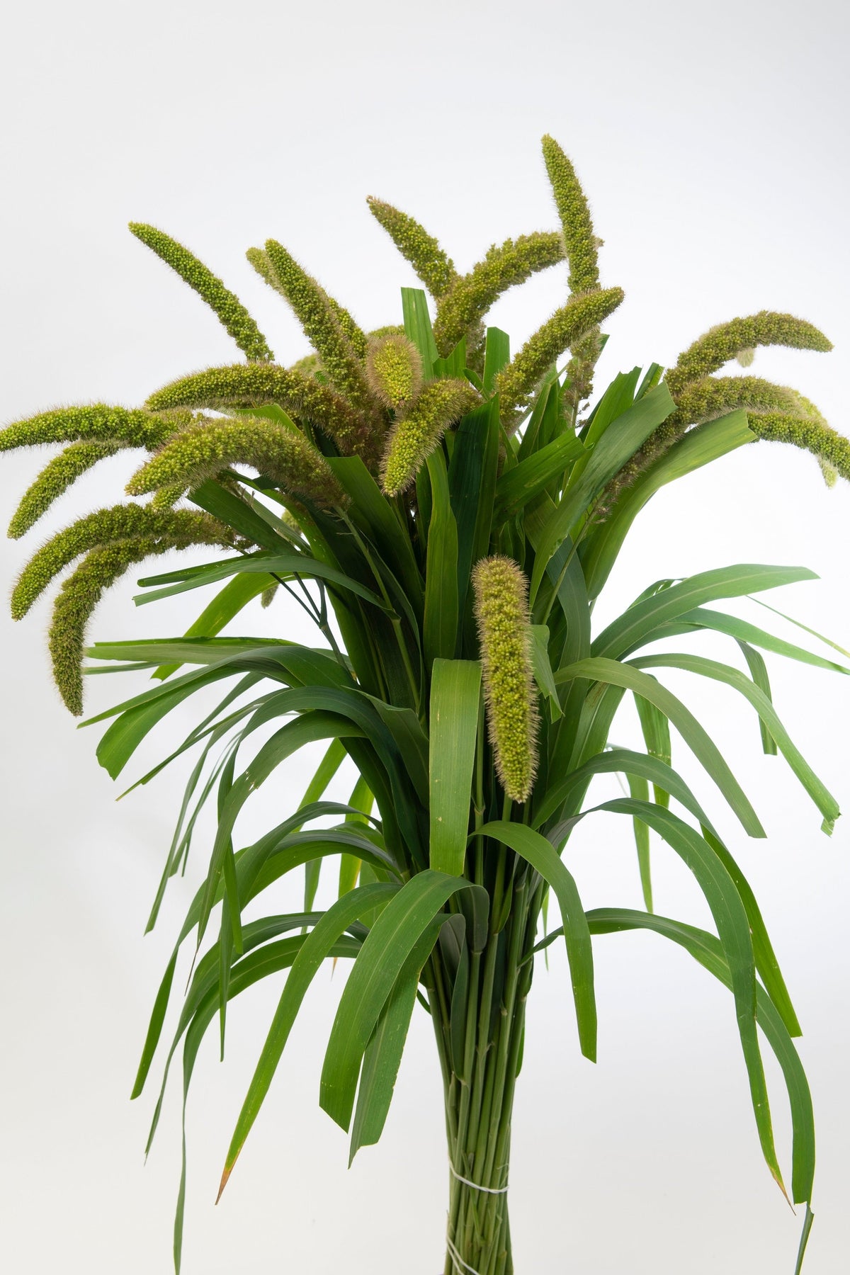 Foxtail Millet Seeds – Setaria Italica Ornamental Grass Flower – photo 10