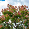 10 CHINESE FLAME TREE Koelreuteria Bipinnata Lantern Rain Yellow Pink Flower Seeds