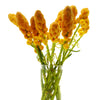 35 CANDLE BUSH Cassia Alata Senna Emperor's Candletree Empress Candlebush Candelabra Golden Ringworm Shrub Yellow Orange Flower Seeds