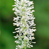10 VANILLA LEAF Achlys Triphylla Deer Foot Vanillaleaf Fragrant Foliage White Shade Groundcover Flower Seeds