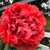 Giant Double Red Peony Poppy Seeds – Papaver Peoniflorum Flower – photo 8