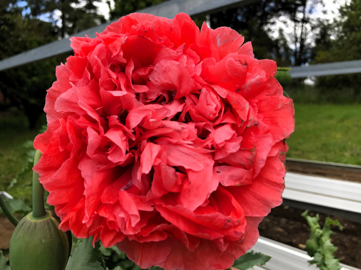 Giant Double Red Peony Poppy Seeds – Papaver Peoniflorum Flower – photo 8