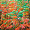 75 SMOOTH SUMAC TREE Red Berries Rhus Glabra Borealis Seeds