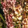 100 MIXED COLORS VERBASCUM Verbascum Phoeniceum Flower Seeds