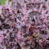 Purple Shiso