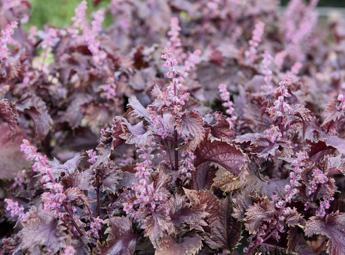 Purple Shiso