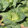 Charleston Wakefield Cabbage Seeds – Heirloom Cone Brassica Oleracea Vegetable – photo 4