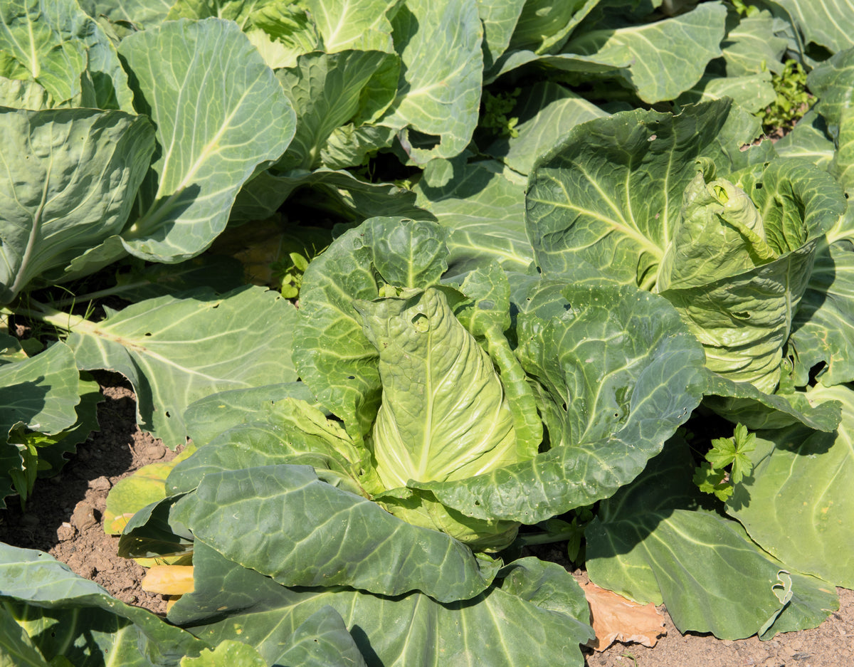 Charleston Wakefield Cabbage Seeds – Heirloom Cone Brassica Oleracea Vegetable – photo 4