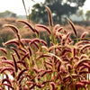 25 RED JEWEL MILLET Setaria Italica Ornamental Grass Flower Seeds