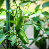 400 EARLY JALAPENO PEPPER Green Medium Hot Capsicum Annuum Mexican Chili Vegetable Seeds