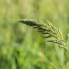 Japanese Millet Seeds – Billion Dollar Grass Grain Echinochloa Frumentacea – photo 5
