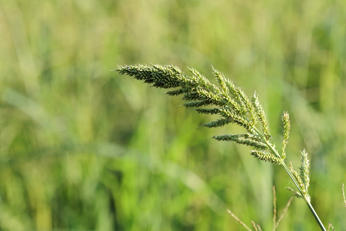 Japanese Millet Seeds – Billion Dollar Grass Grain Echinochloa Frumentacea – photo 5