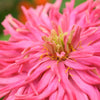 300 Burpeeana Giant Mix CACTUS FLOWERED ZINNIA Elegans Flower Seeds