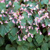 500 BULK HARDY BEGONIA Grandis Rose Pink Perennial Sun - Shade Flower Seeds