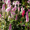 Flamingo Feather Wheat Celosia Spicata Pink & White Flower Seeds – photo 5