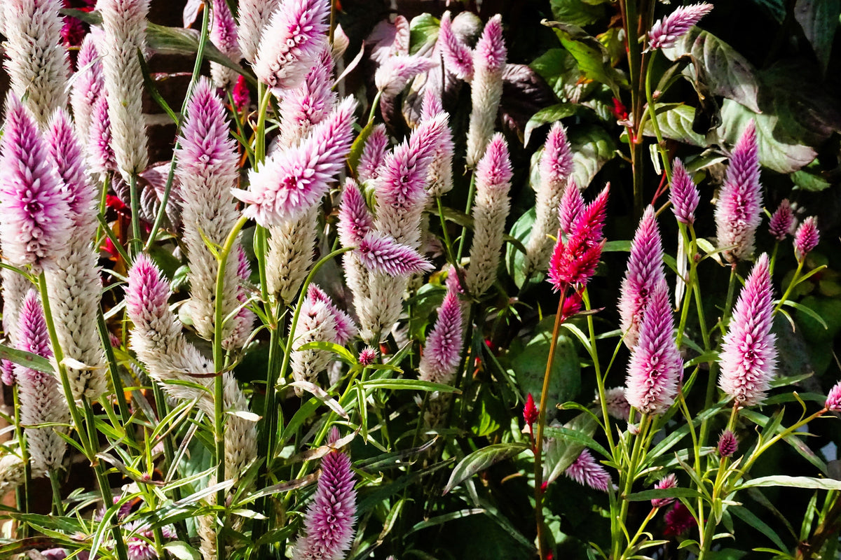 Flamingo Feather Wheat Celosia Spicata Pink & White Flower Seeds – photo 5