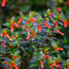 10 Red CIGAR PLANT Mexican Firecracker Cuphea Ignea Hummingbird Flower Seeds
