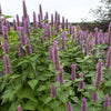 500 PURPLE ANISE HYSSOP (Licorice Mint / Blue Giant) Agastache Foeniculum Herb Flower Seeds