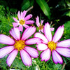 300 CANDY STRIPE COSMOS Bipinnatus Pink White Flower Seeds