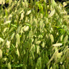 Northern Sea Oats Seeds – Grass Inland Chasmanthium – photo 7