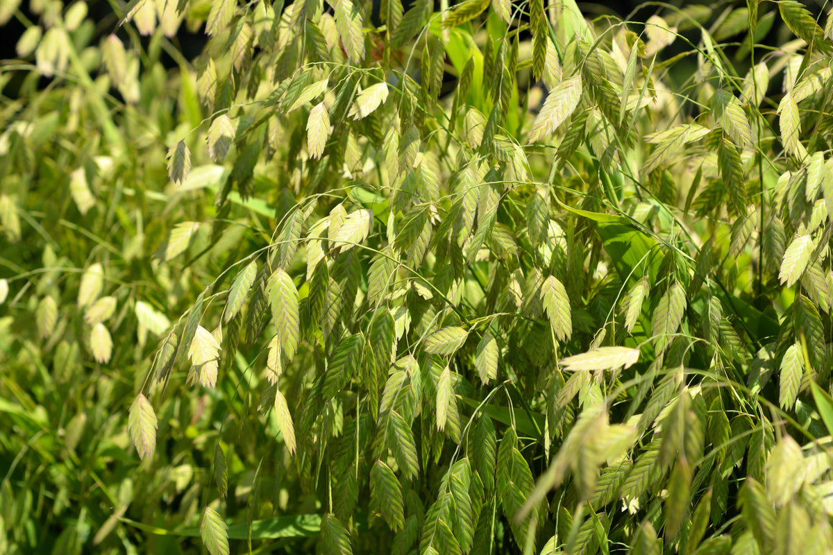 Northern Sea Oats Seeds – Grass Inland Chasmanthium – photo 7
