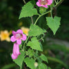 Mixed Dragonsnap Vine Seeds – Asarina Scandens Climbing Snapdragon Pink Blue Red White Flower – photo 5