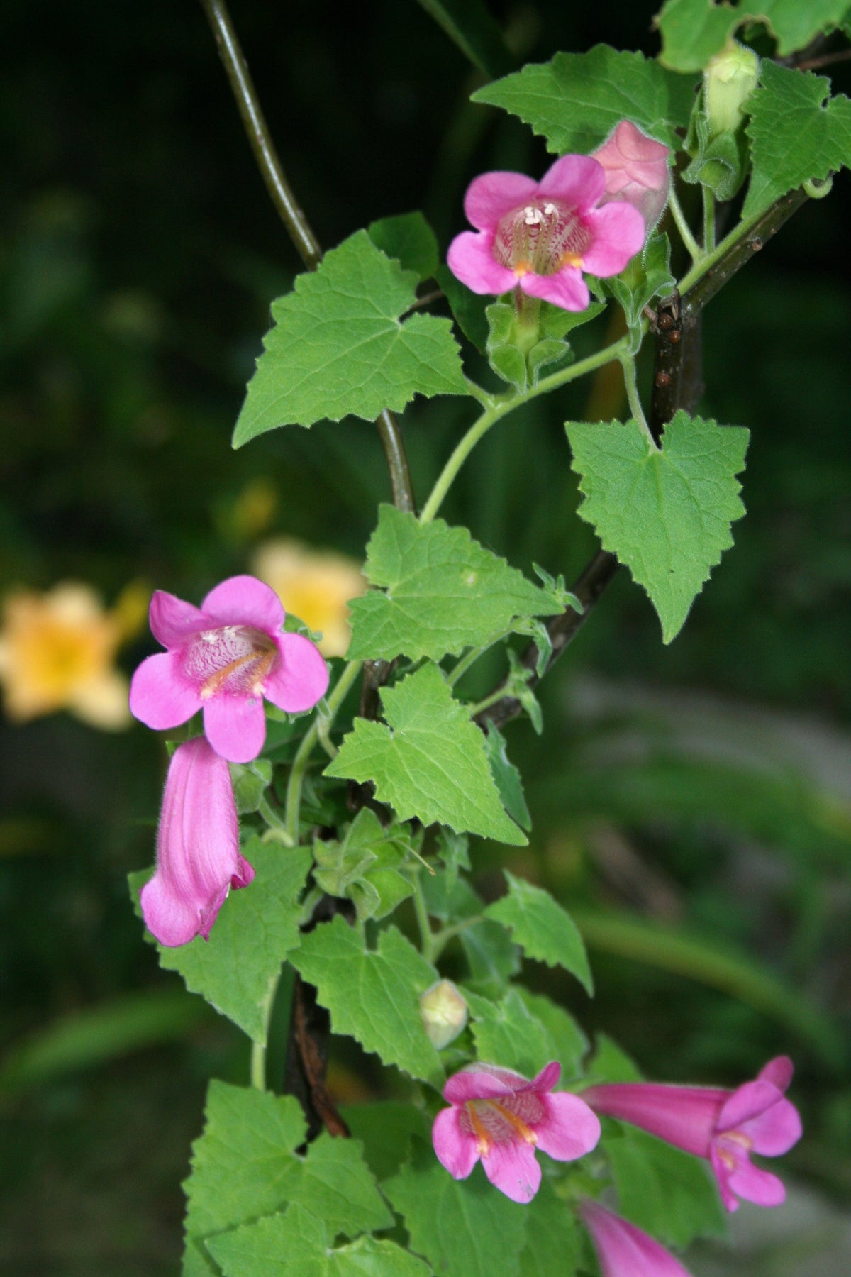 Mixed Dragonsnap Vine Seeds – Asarina Scandens Climbing Snapdragon Pink Blue Red White Flower – photo 5