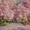 5 SAUCER MAGNOLIA x Soulangeana Denudata & Liliiflora 5 - 10" Pink & White Flower Tulip Tree Seeds