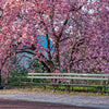 5 SAUCER MAGNOLIA x Soulangeana Denudata & Liliiflora 5 - 10" Pink & White Flower Tulip Tree Seeds