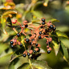 25 SZECHUAN PEPPER Peppercorn Sichuan Szechwan Zanthoxylum Bungeanum Spice Seeds