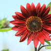 25 Red VELVET QUEEN SUNFLOWER Helianthus Annuus Flower Seeds