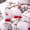 20 AMERICAN HIGHBUSH CRANBERRY Viburnum Trilobum Red Fruit White Flower Shrub Seeds