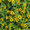 150 YELLOW CREEPING ZINNIA Sanvitalia Procumbens Seeds