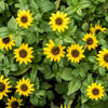 150 YELLOW CREEPING ZINNIA Sanvitalia Procumbens Seeds