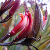 10 Purple NEW ZEALAND FLAX Phormium Tenax Purpureum Ornamental Grass Flower Seeds