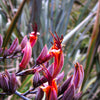 10 Purple NEW ZEALAND FLAX Phormium Tenax Purpureum Ornamental Grass Flower Seeds