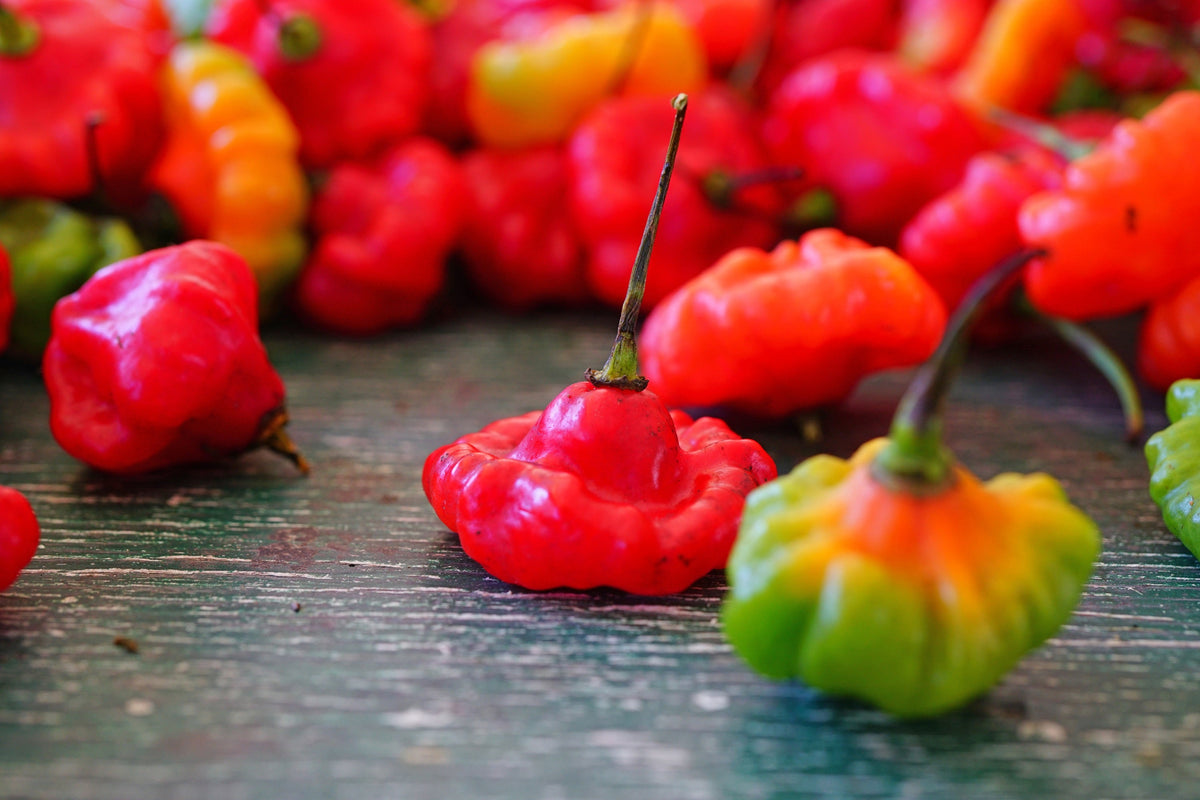 Red Jamaican Hot Pepper Seeds – Capsicum Chinense Scotch Bonnet Vegetable – photo 7