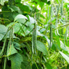 Slenderette Green Bean Seeds – French Stringless Phaseolus Vulgaris Vegetable – photo 2