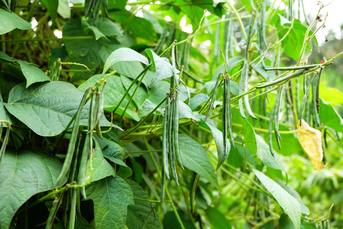Slenderette Green Bean Seeds – French Stringless Phaseolus Vulgaris Vegetable – photo 2