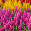 150 Mixed PAMPAS PLUMES COCKSCOMB Celosia Plumosa Flower Seeds