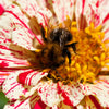 150 CANDY STRIPE ZINNIA Mix Elegans Flower Seeds Mixed Colors with Red Stripes