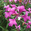 500 MIXED ELEGANT CLARKIA Mountain Garland Elegans Pink Purple Red Mix Flower Seeds