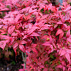 50 HEAVENLY BAMBOO Sacred Nandina Domestica Pink Red Sun Shade Shrub Seeds