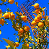 5 HARDY ORANGE TREE Trifoliate Citrus Trifoliata Poncirus Fruit White Flower Seeds