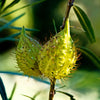 10 SWAN MILKWEED Hairy Balls Butterfly Weed Asclepias Gomphocarpus Fruticosus Monarch Flower Seeds