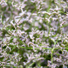 30 GERMAN STATICE White Sea Lavender Goniolimon Tataricum Limonium Flower Seeds