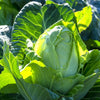 Charleston Wakefield Cabbage Seeds – Heirloom Cone Brassica Oleracea Vegetable – photo 2