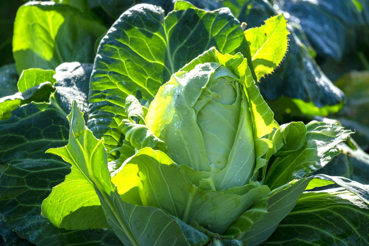 Charleston Wakefield Cabbage Seeds – Heirloom Cone Brassica Oleracea Vegetable – photo 2