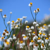 250 WHITE WINGED EVERLASTING Ammobium Alatum Flower Seeds