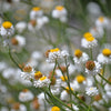 250 WHITE WINGED EVERLASTING Ammobium Alatum Flower Seeds